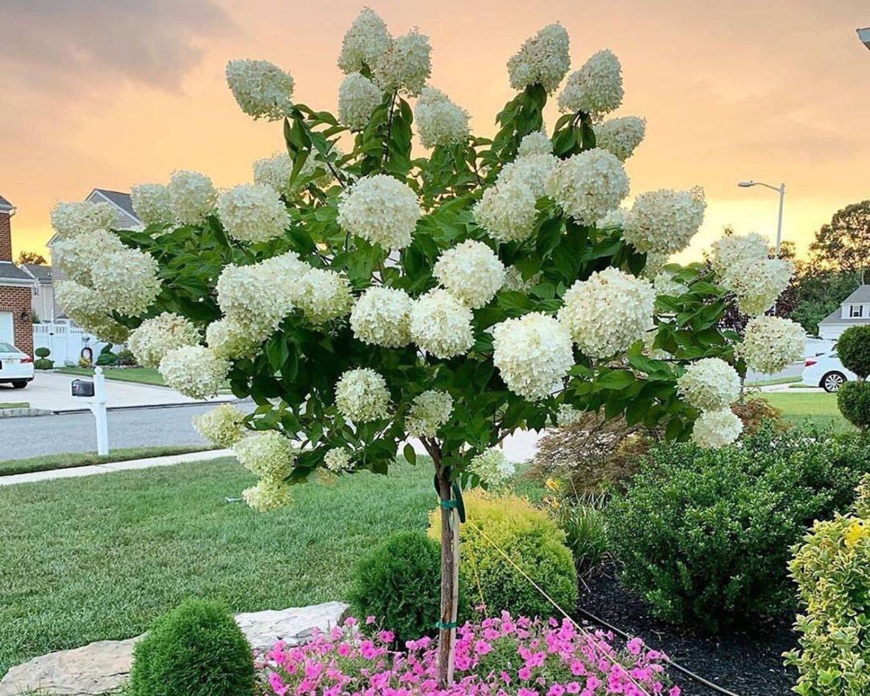 Гортензия бэби Блю