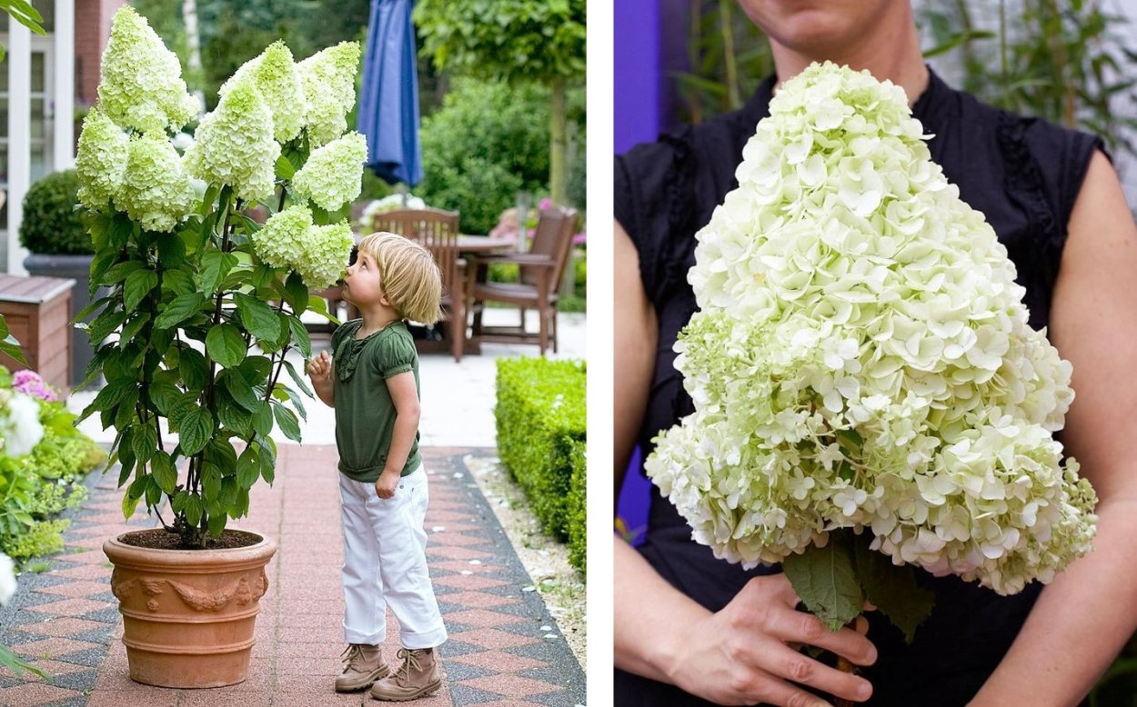 Гортензия Берри Уайт