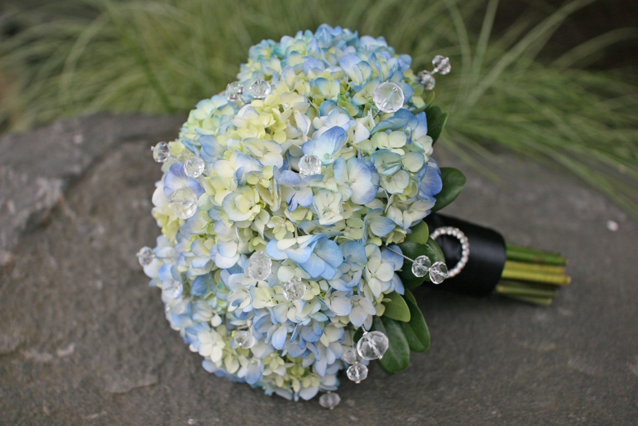 Гортензии в саду