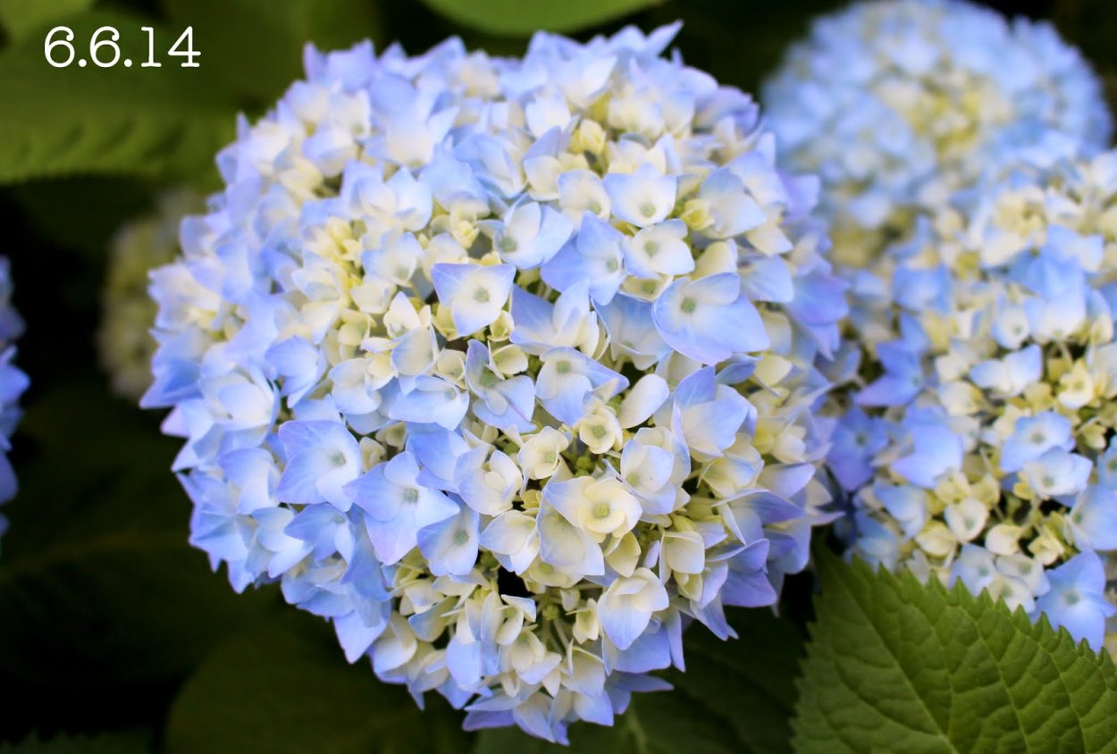 Букет с метельчатой гортензией