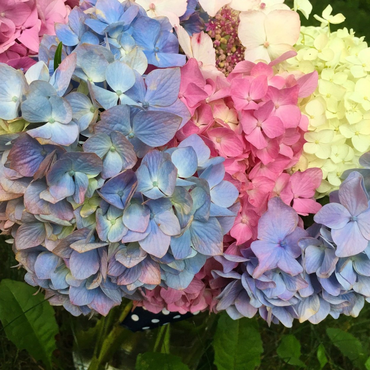 Гортензия метельчатая Роял Флауэрс