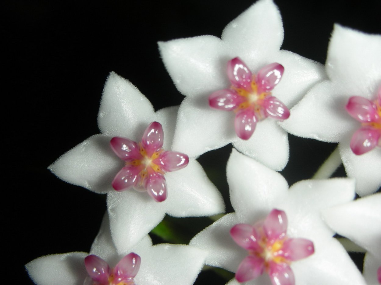 Oxalis palmifrons суккулент