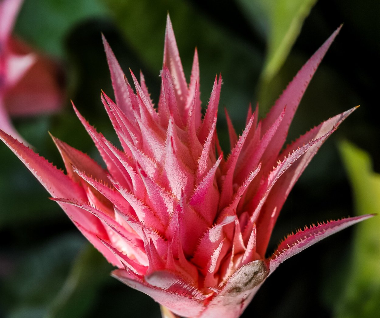 Растения Эстетика