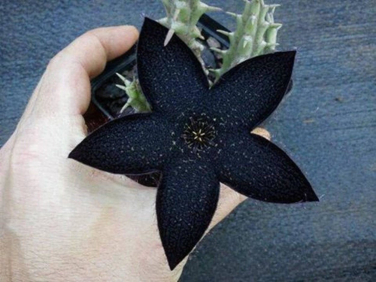 Стапелия с черным цветком