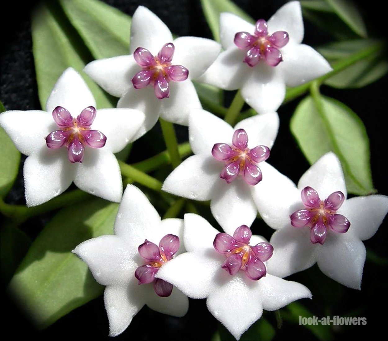 Хойя мясистая