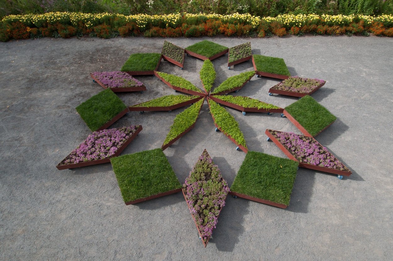 Стапелия пестрая