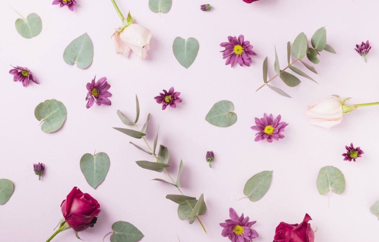 Рождественский цветок пуансетия белый