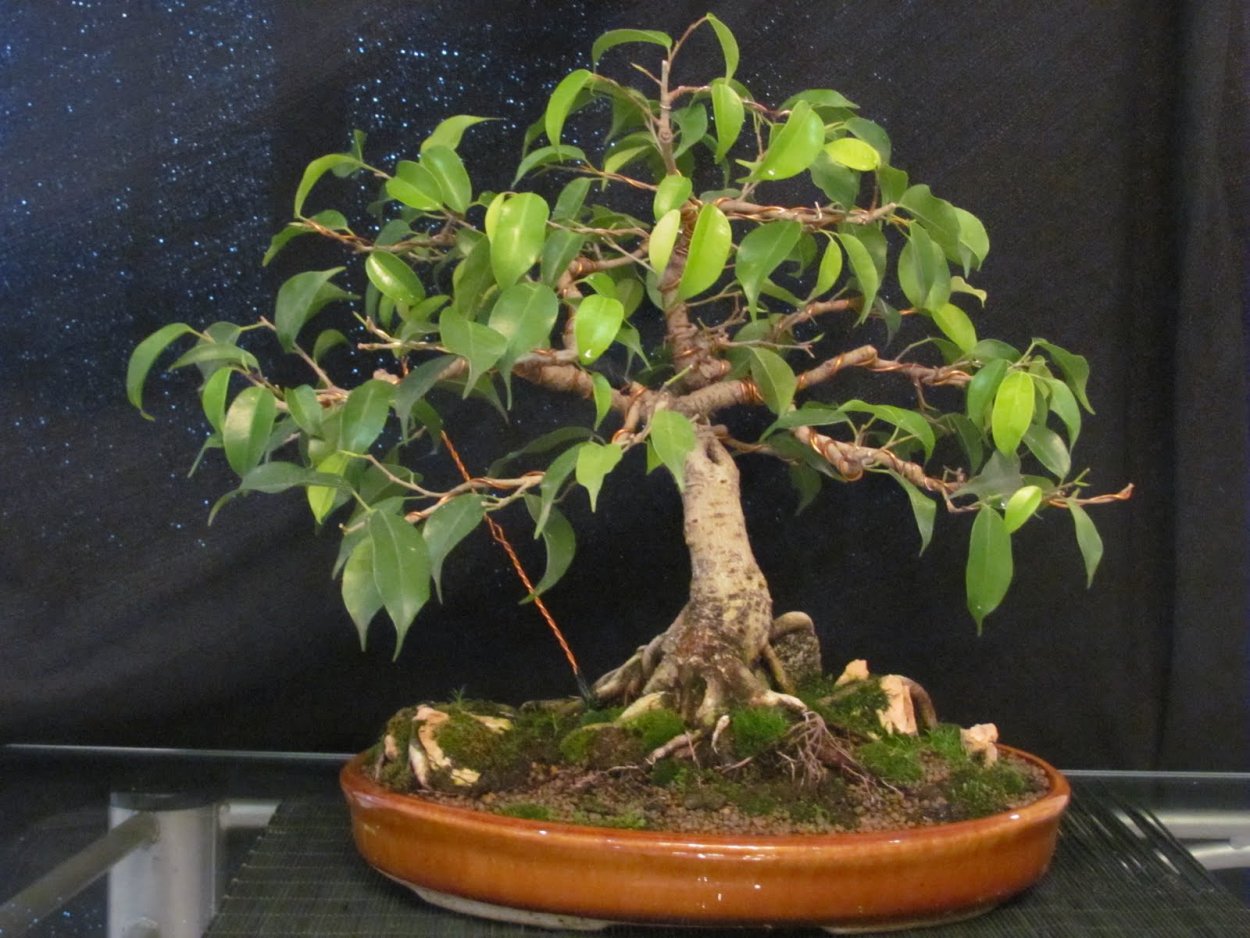 Бонсай из Бенджамина