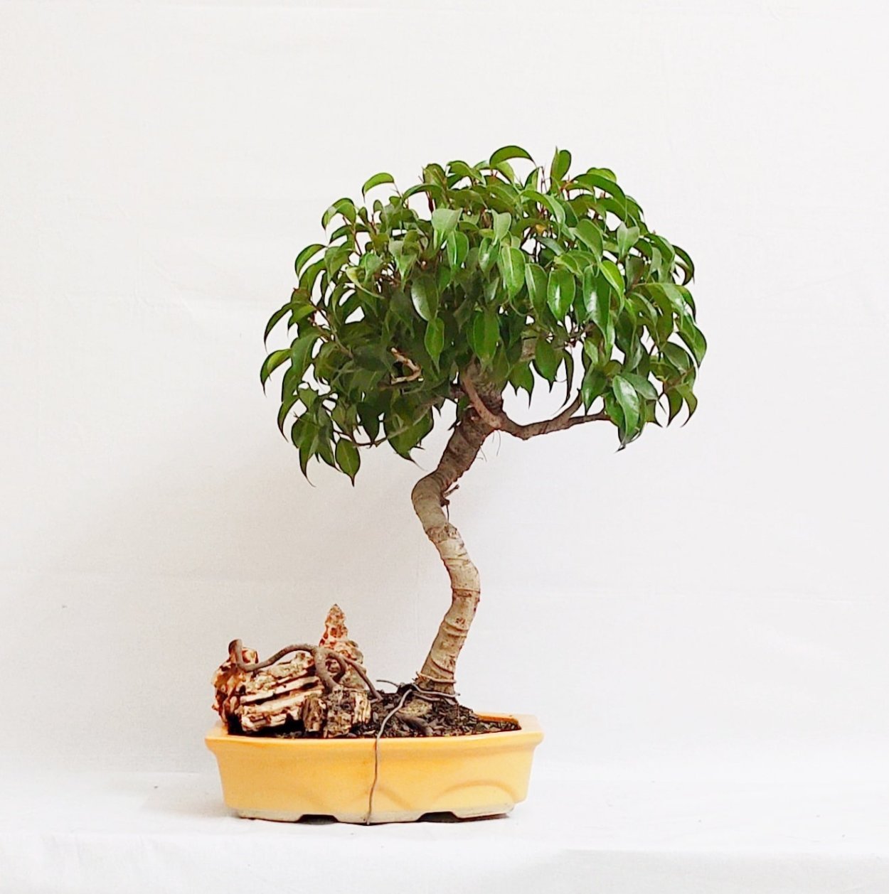 Бонсай дерево фикус Бенджамина
