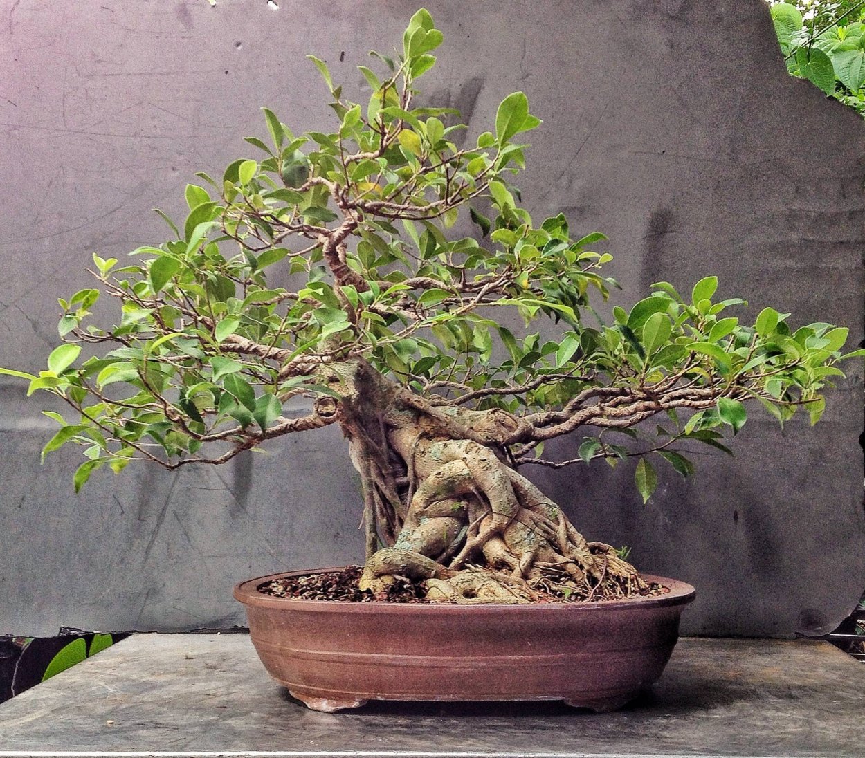 Фикус Бенджамина микрокарпа