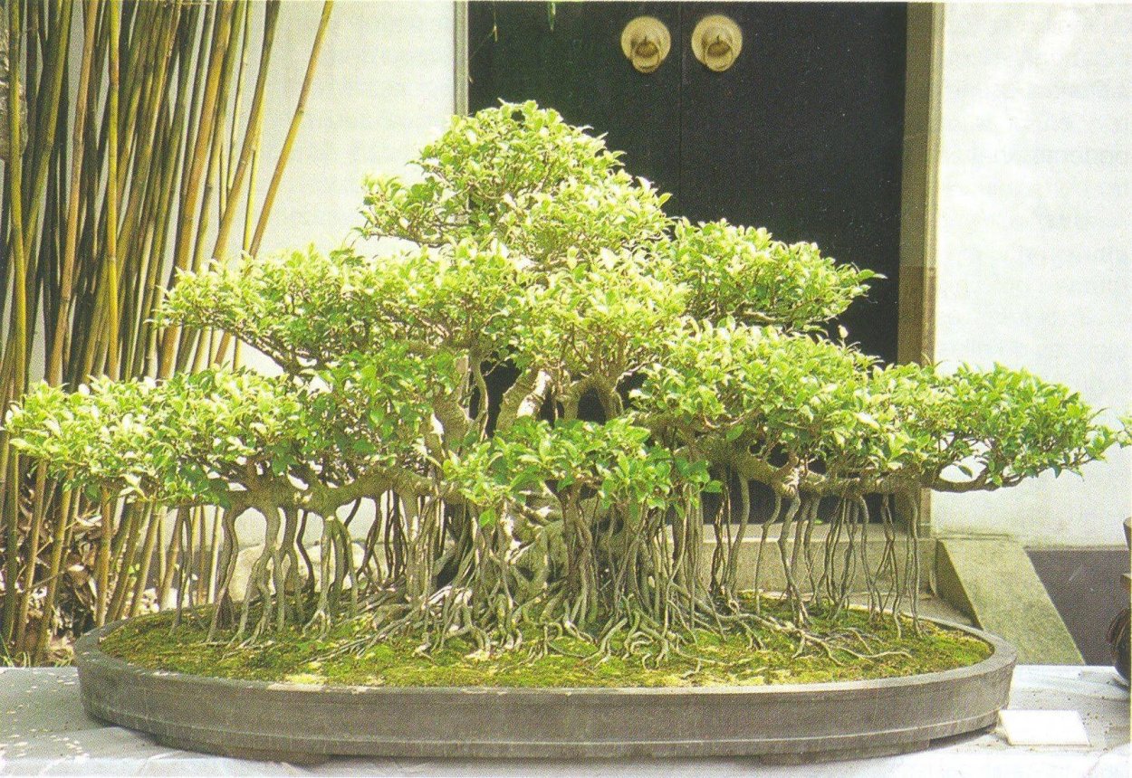 Бонсай роща фикус Бенджамина