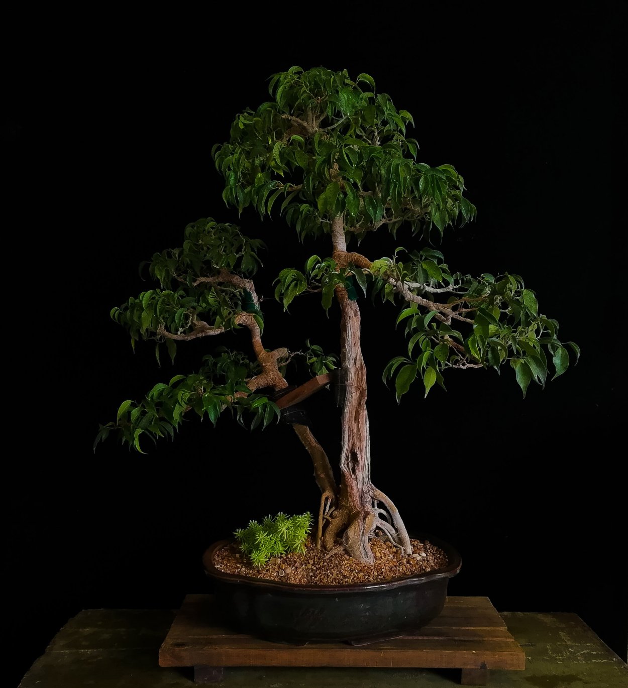 Бонсай роща фикус Бенджамина