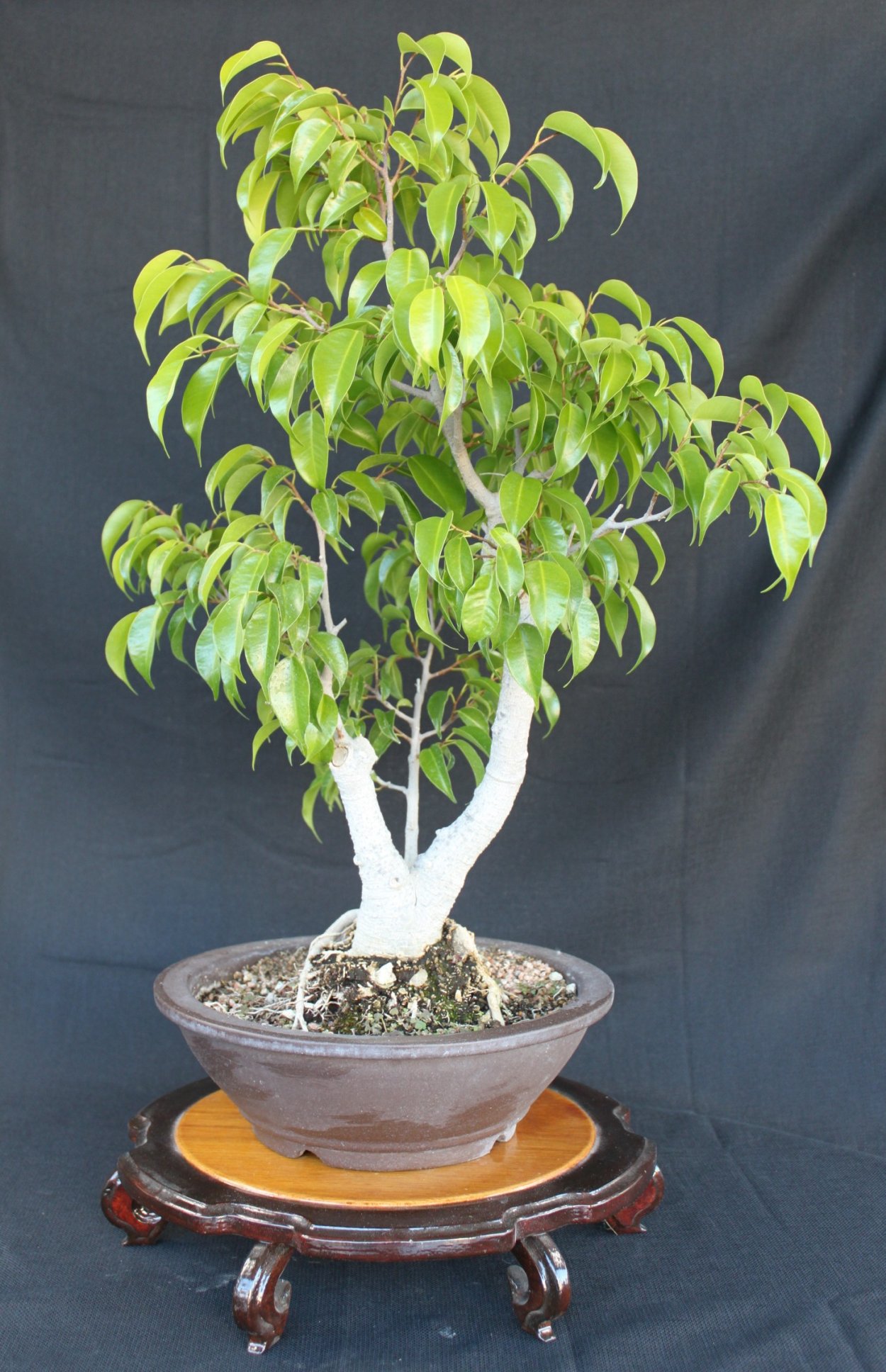 Фикус Бенджамина Наташа бонсай