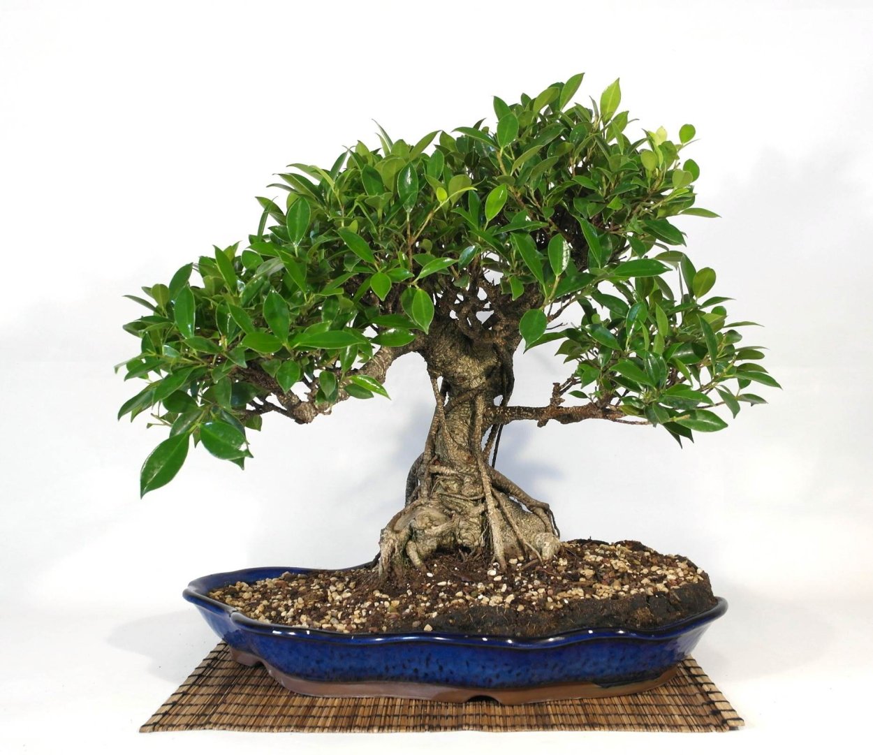 Фикус Бенджамина Банзай