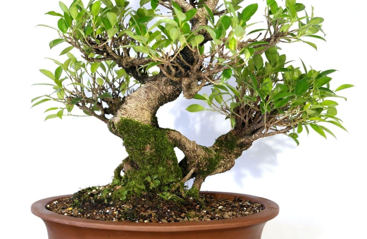 Фикус бонсай