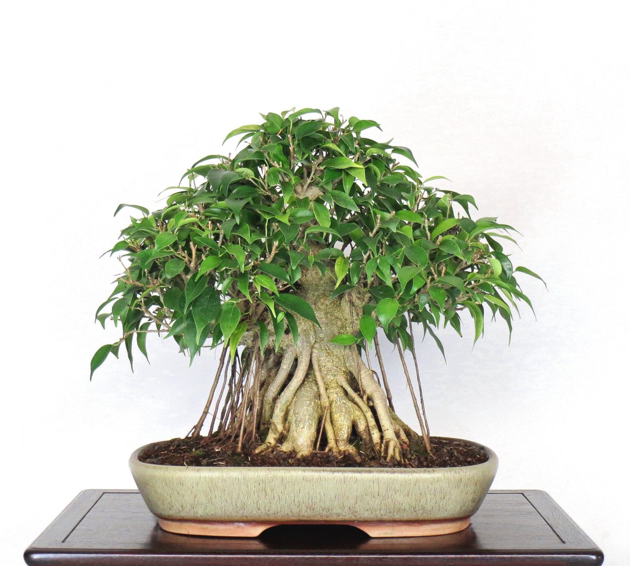 Фикус Триангулярис бонсай