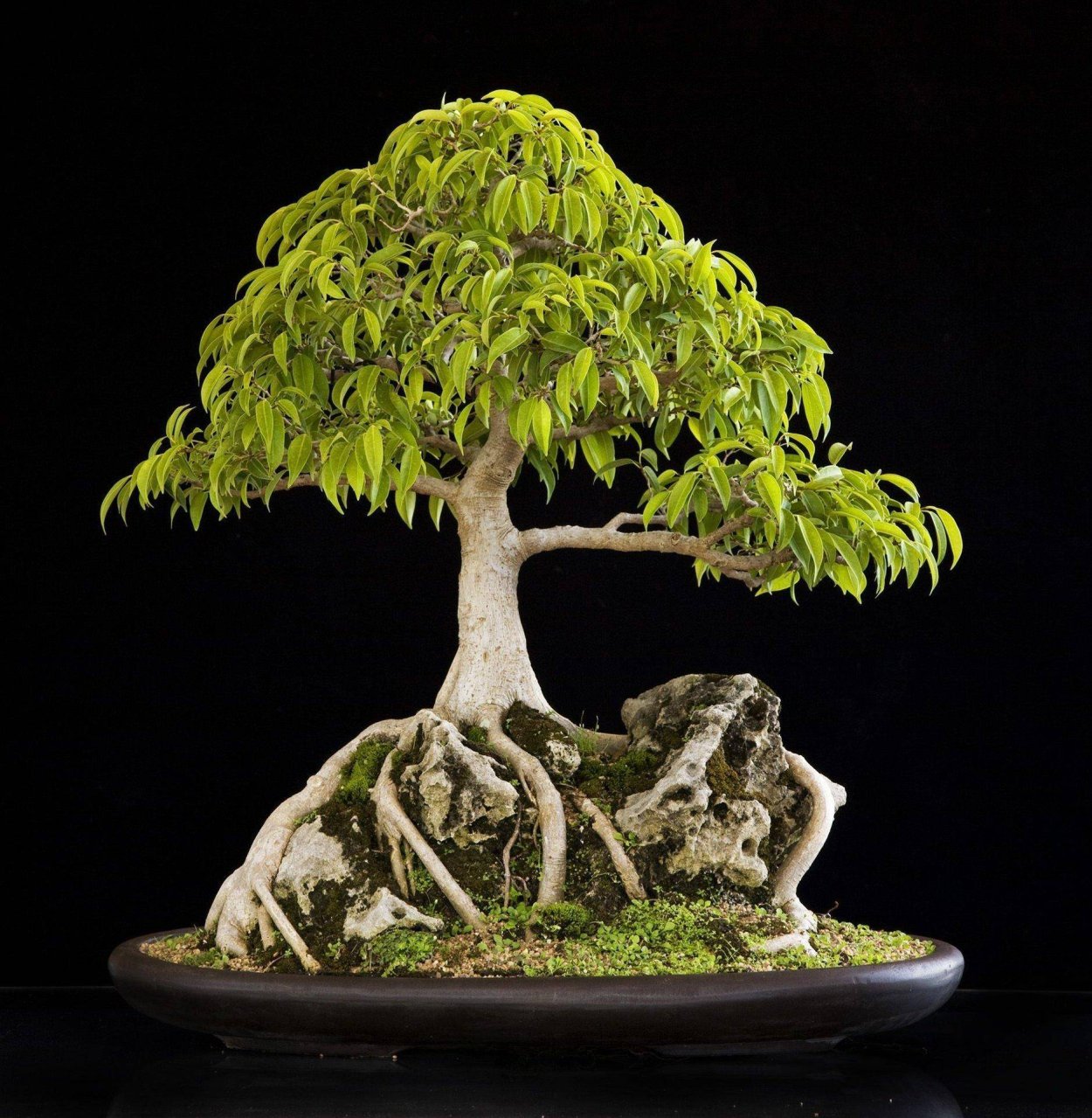 Бонсай дерево фикус Бенджамина