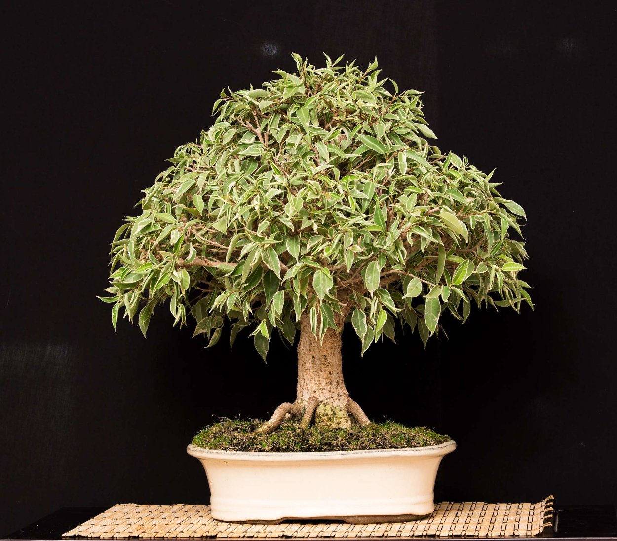 Фикус Бенджамина раскидистый