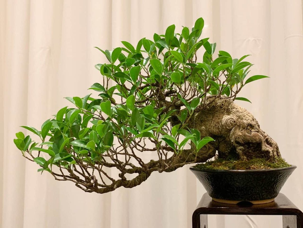 Бонсай микрокарпа