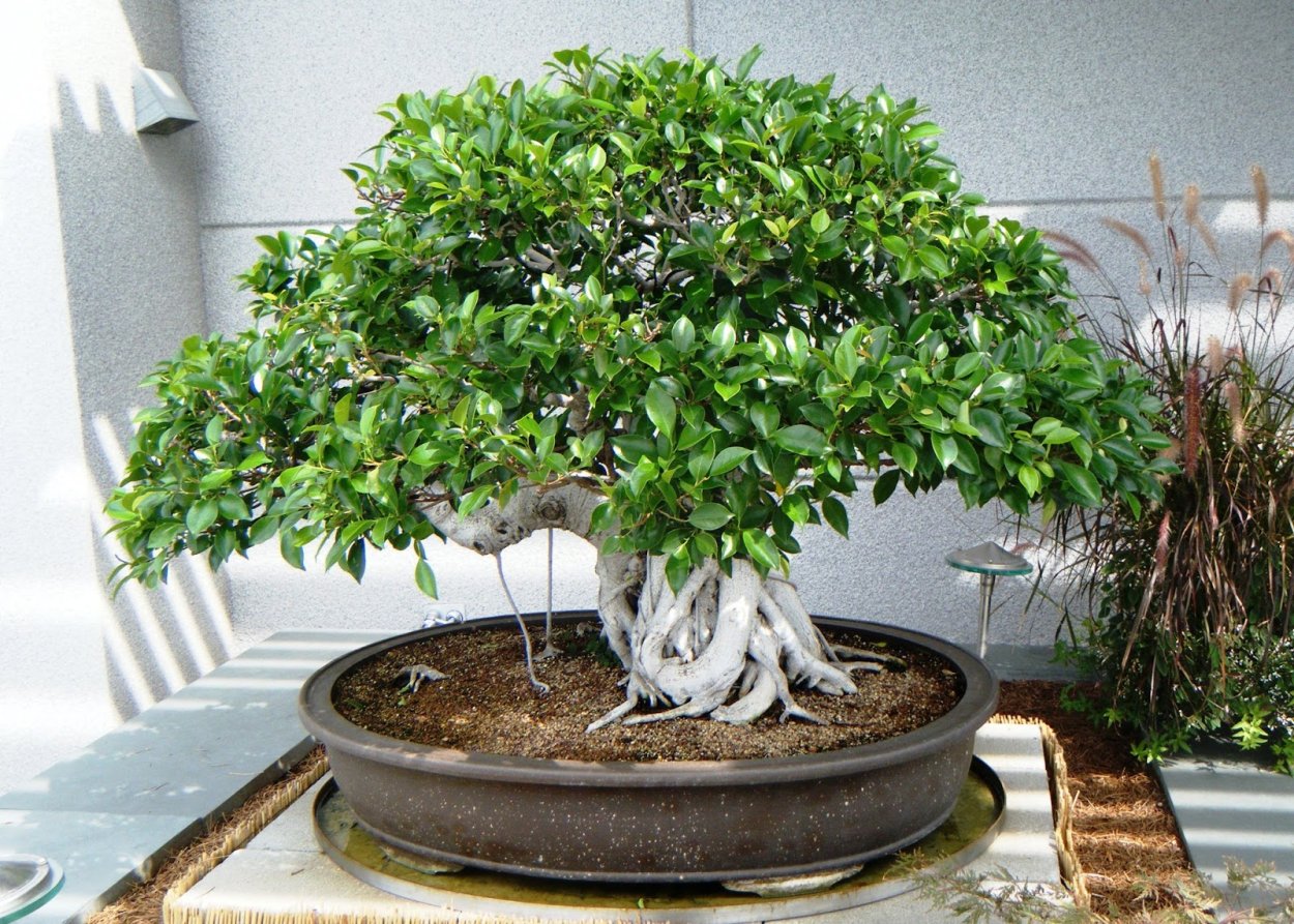 Фикус Бенджамина Николь