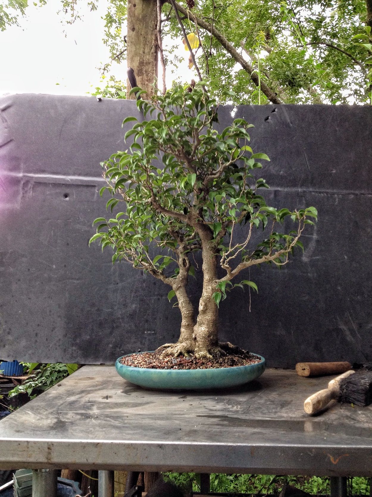 Бонсай роща фикус Бенджамина