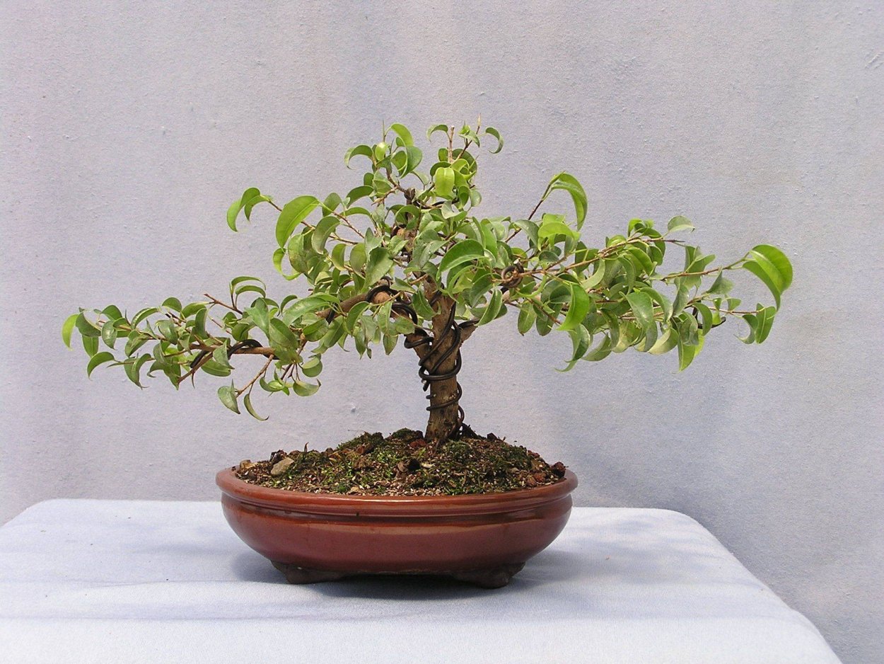 Бонсай из фикуса Бенджамина