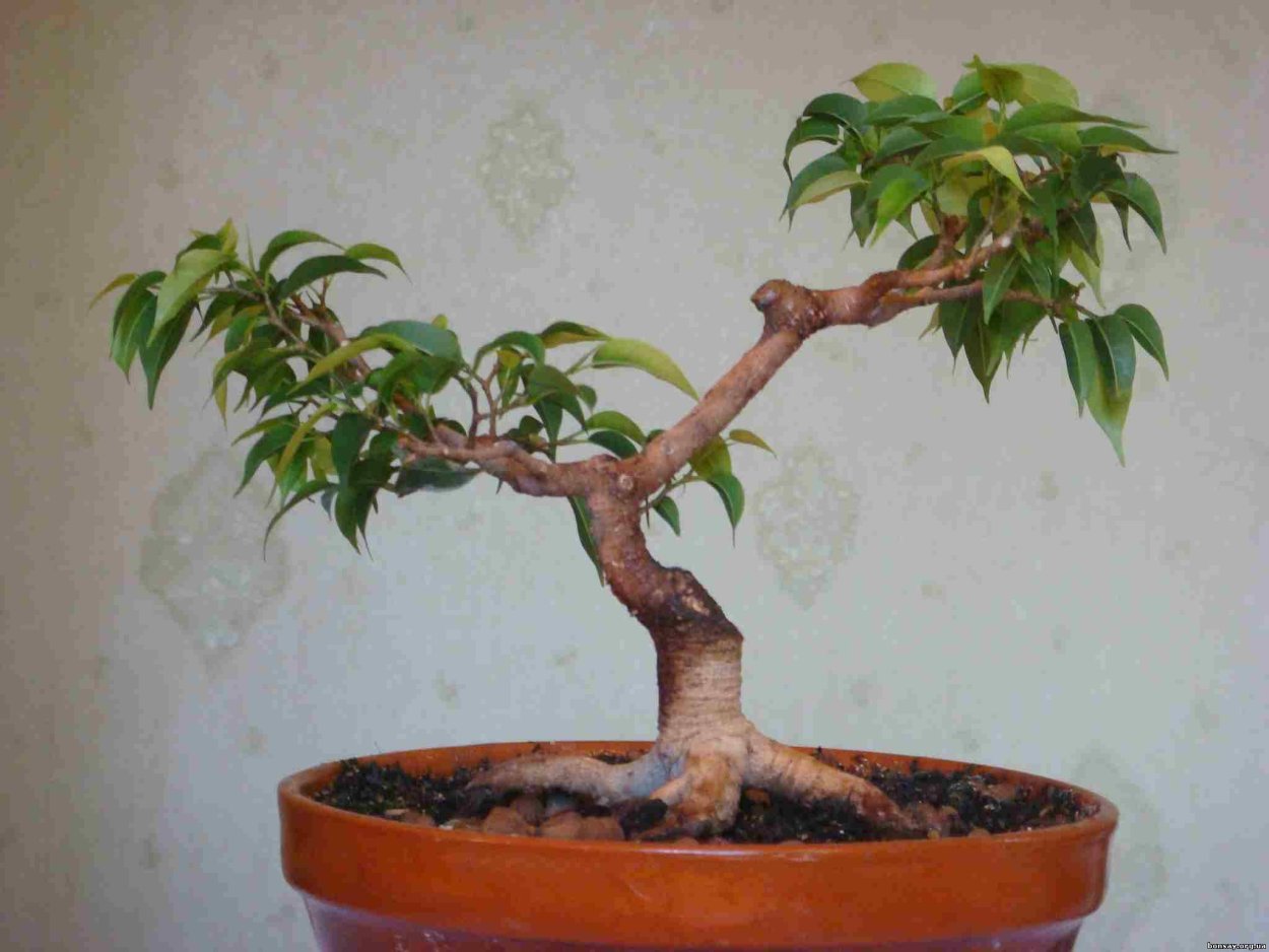Мушмула бонсай