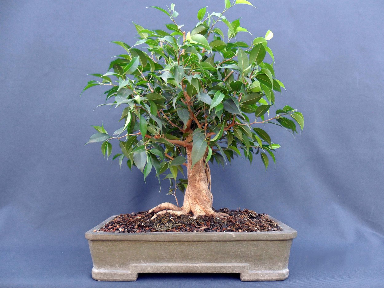 Срощенный фикус Бенджамина