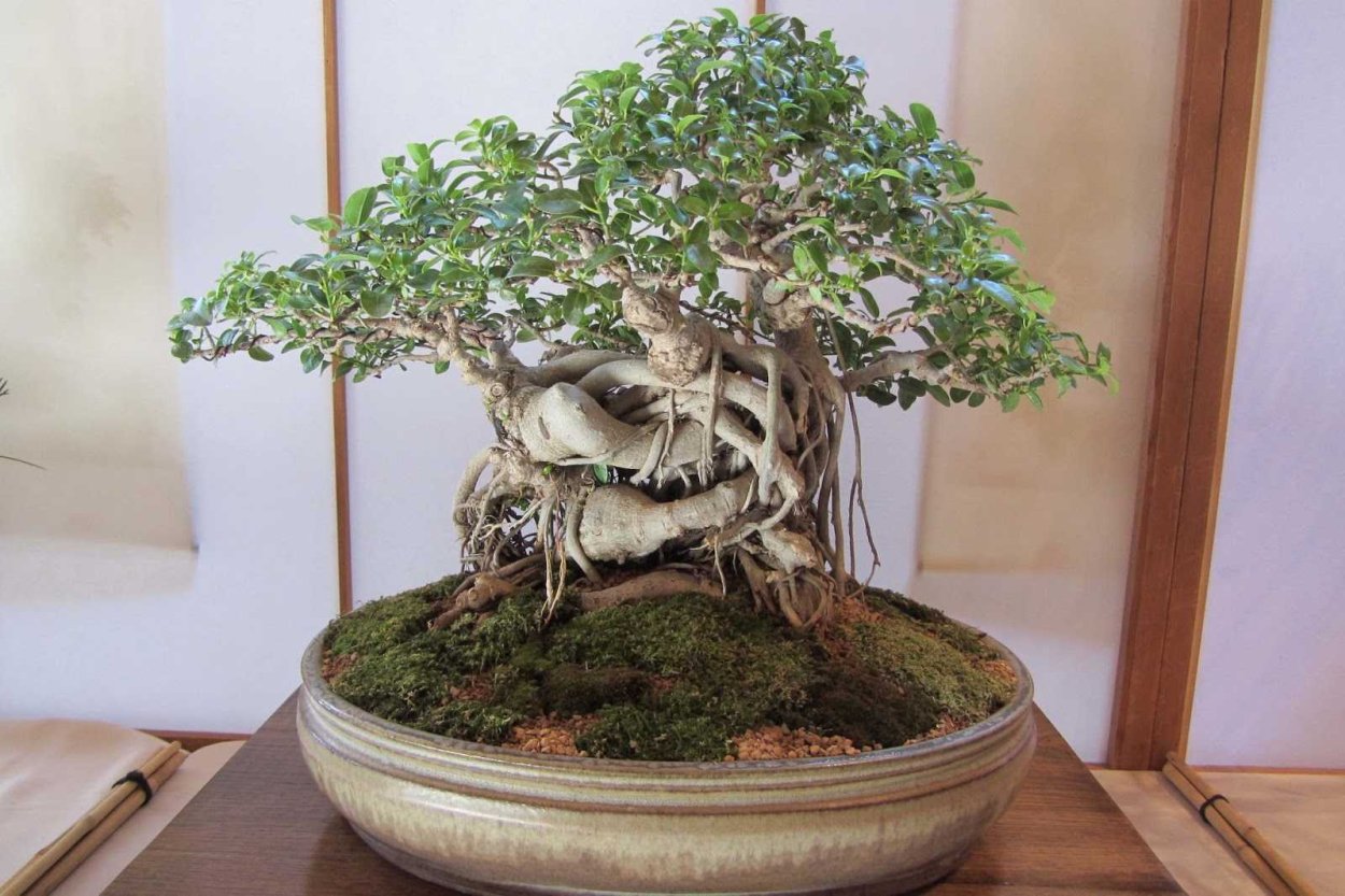 Фикус Баньян бонсай