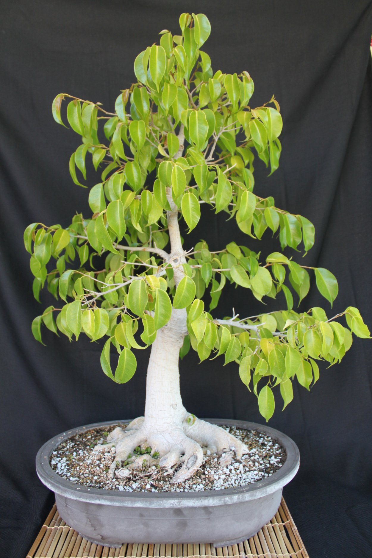 Фикус бонсай
