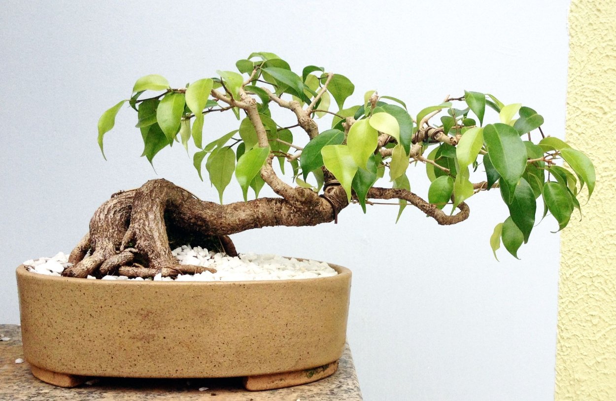 Бонсай фикус Cascade