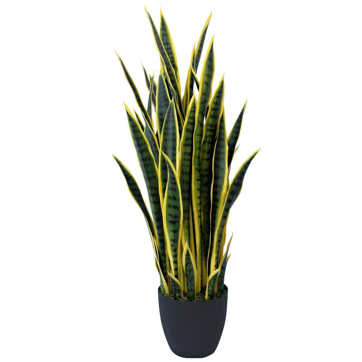 Сансевиерия эйлензис Sansevieria eilensis