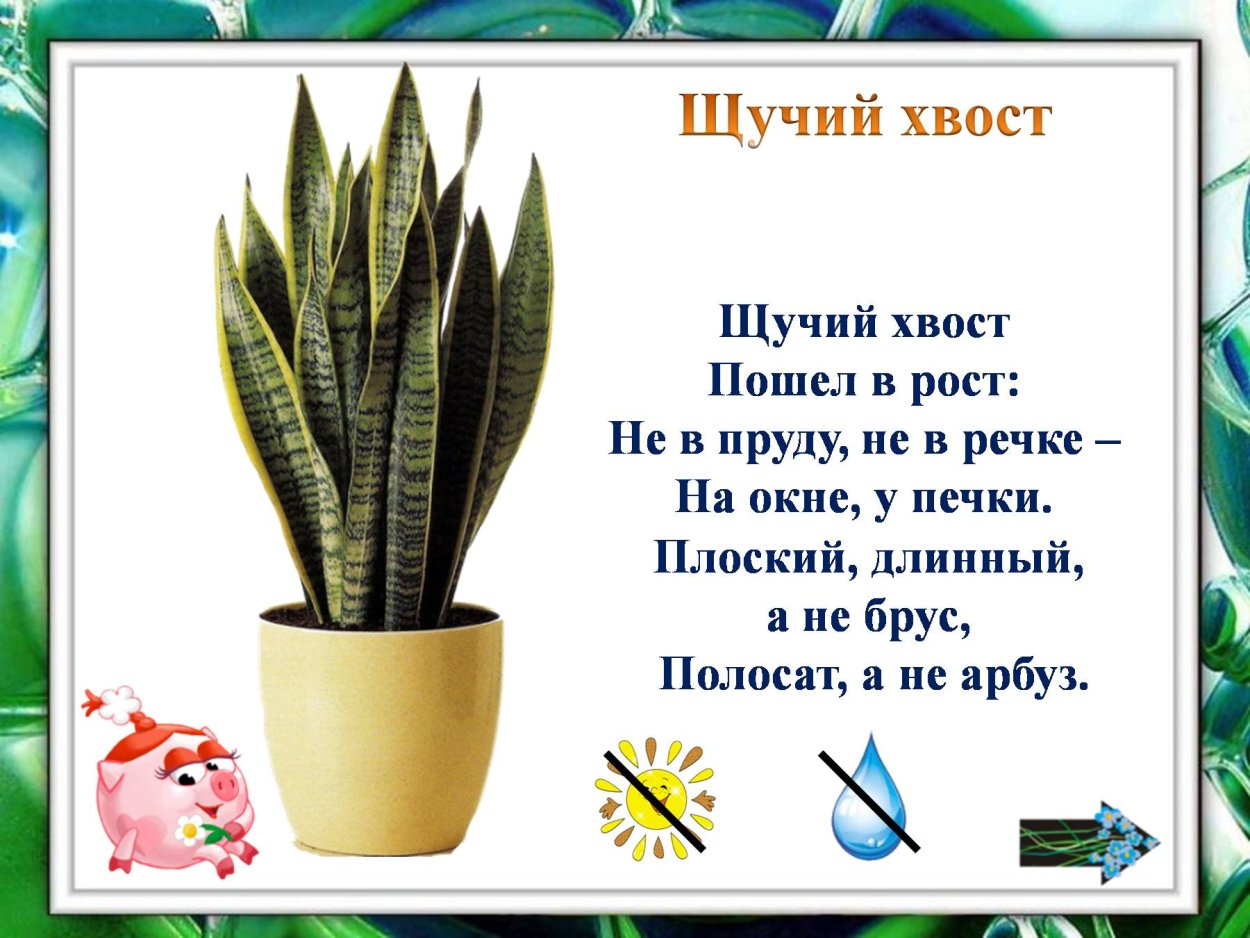 Сансевиерия трехполосая