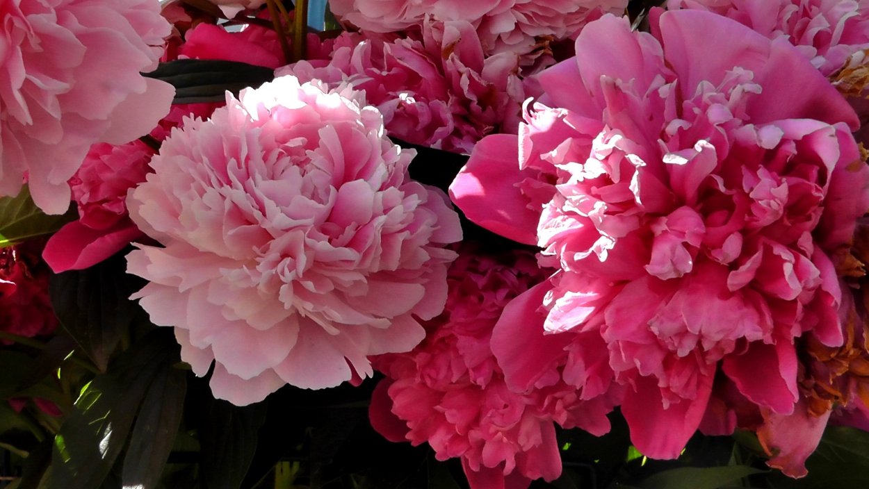 Fragrant Pink Imp пион