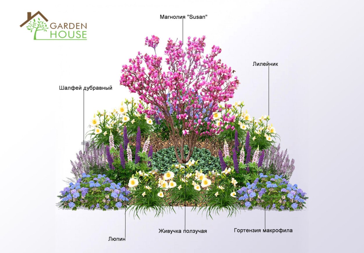 Гортензия сирень миксбордер