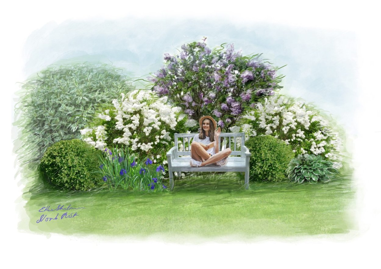 Дерен и сирень в ландшафтном