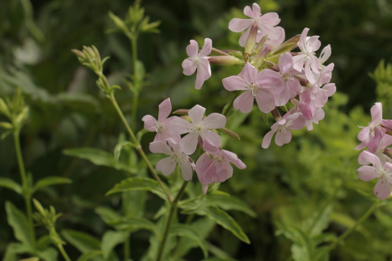 Мыльнянка красная