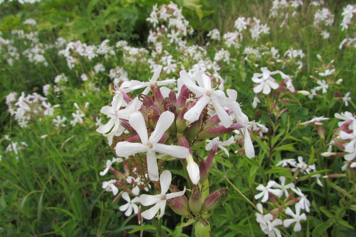 Мыльнянка обыкновенная