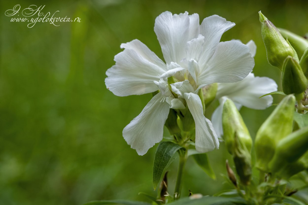 Сапонария мыльнянка