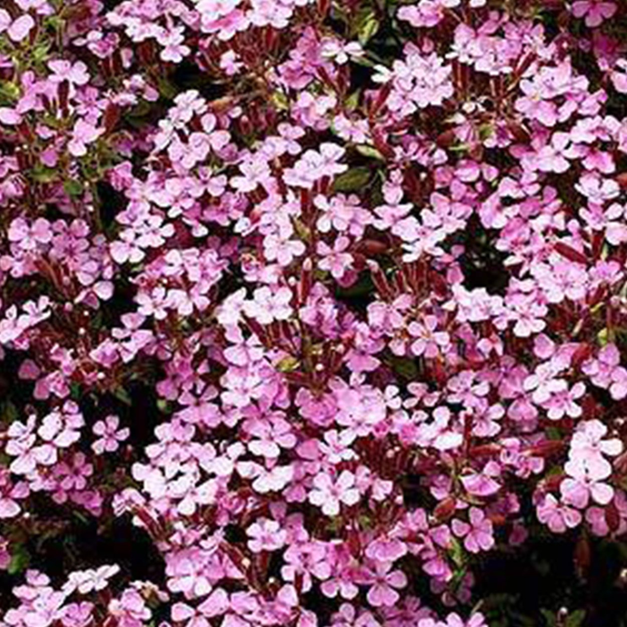 Мыльнянка махровая растение