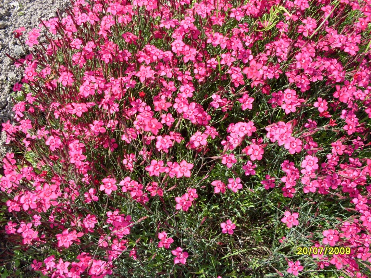 Мыльнянка белая в саду