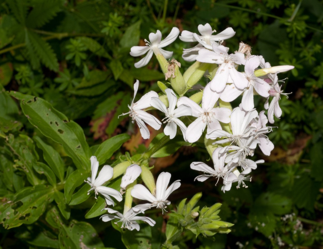 Мыльнянка обыкновенная