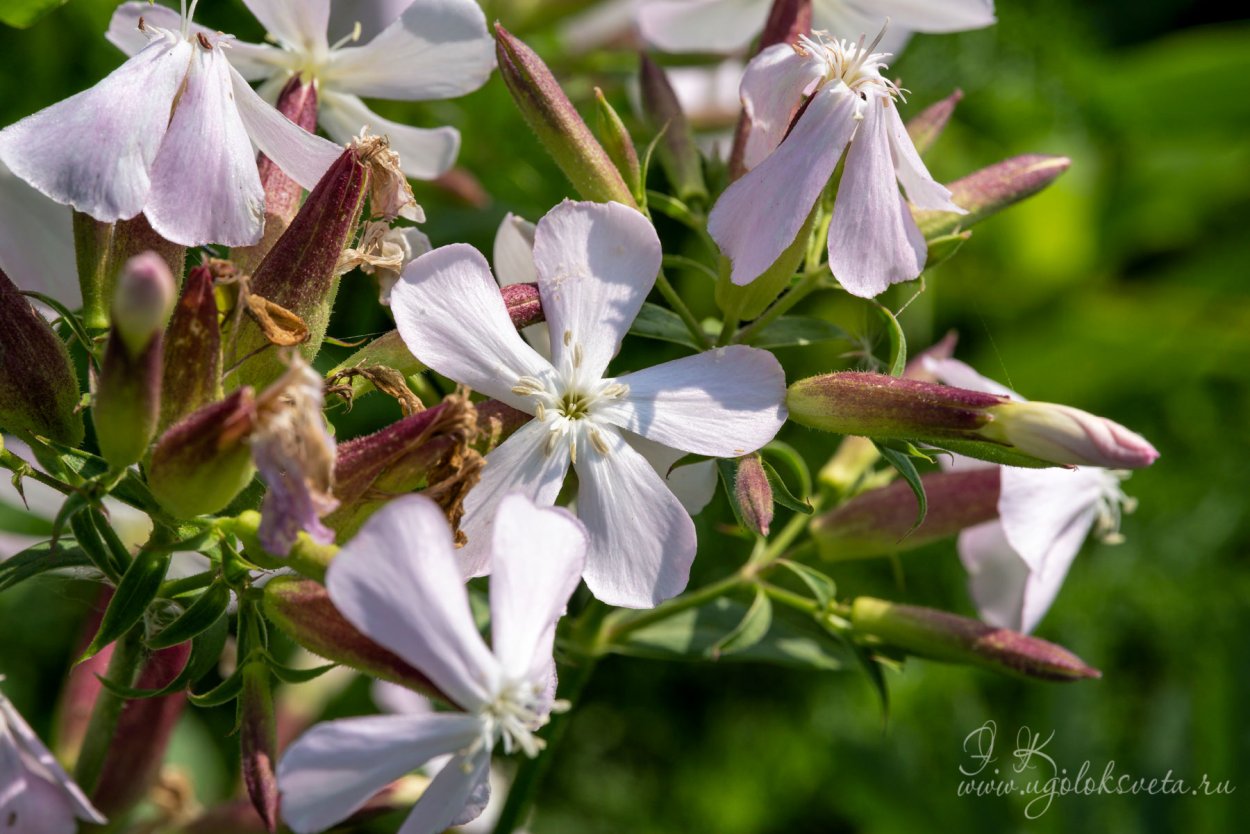 Мыльнянка обыкновенная