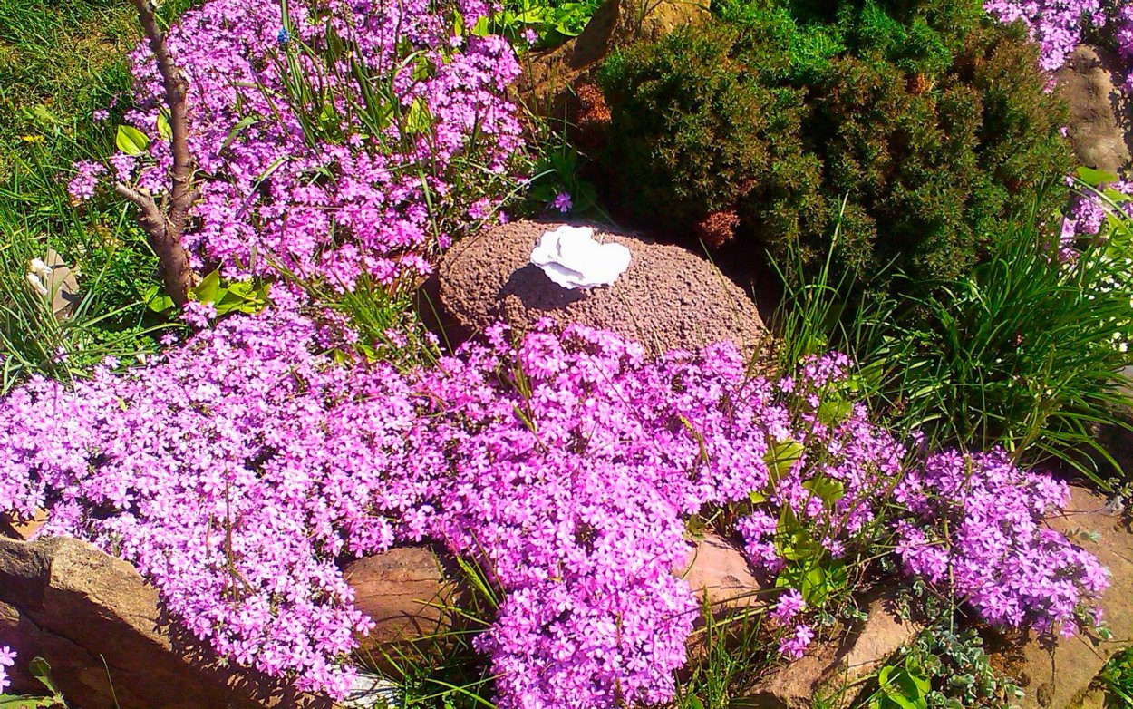 Мыльнянка базиликолистная