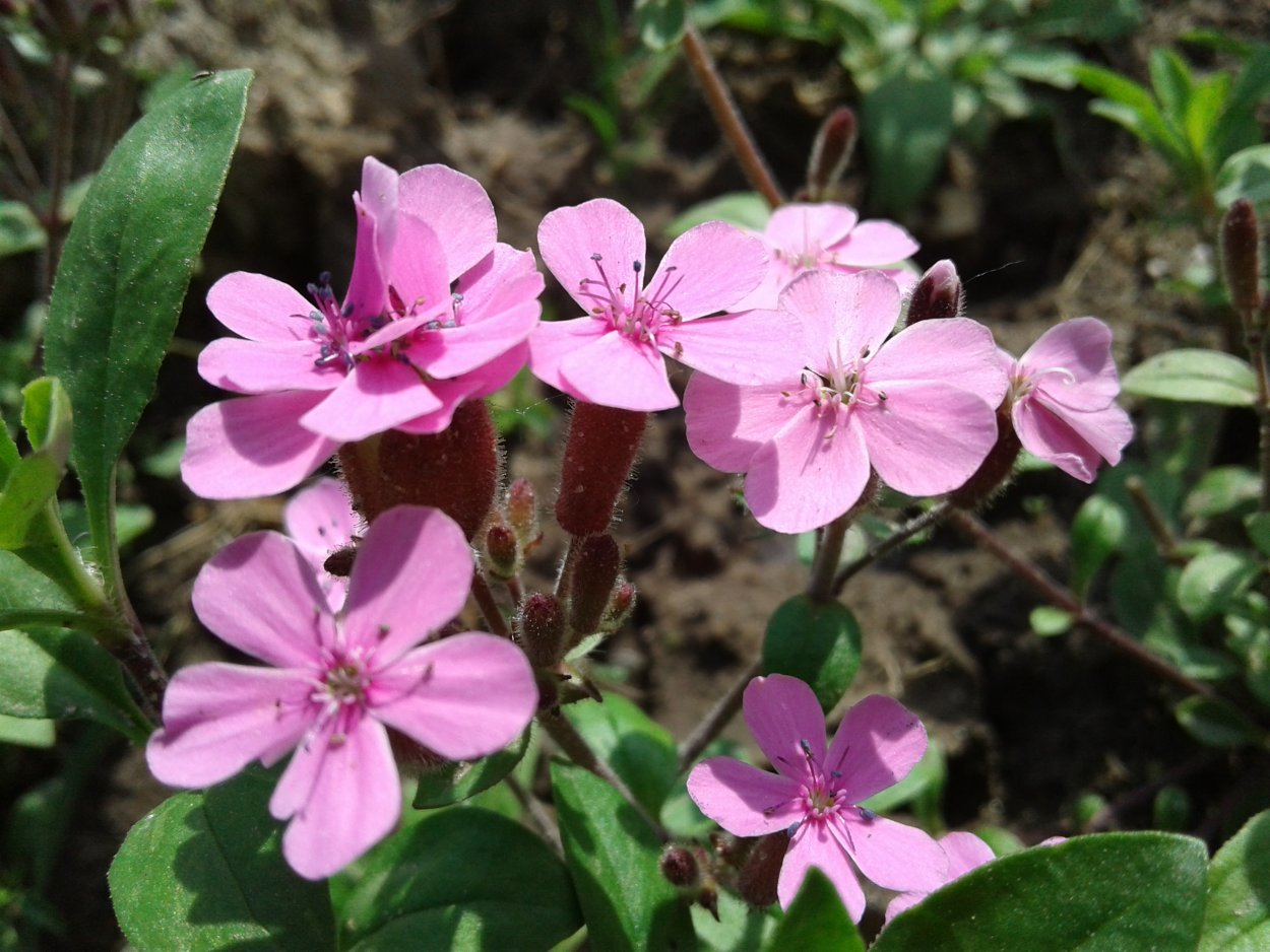 Мыльнянка красная