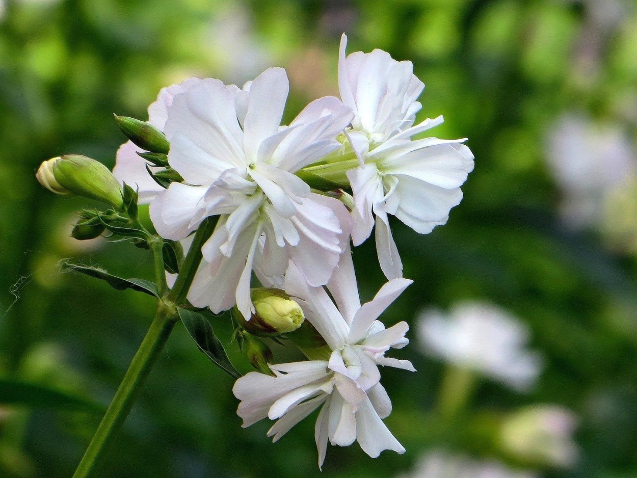 Сапонария мыльнянка