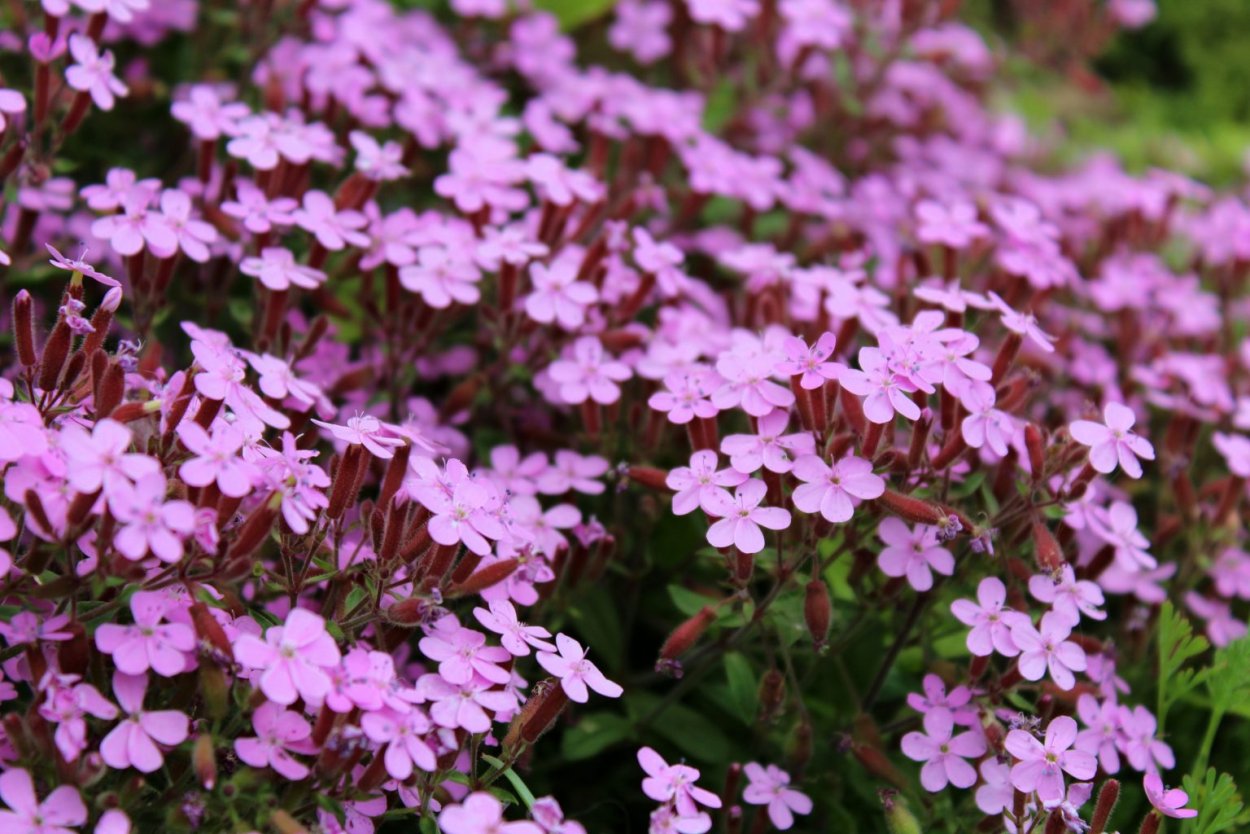 Жасмин мыльнянка