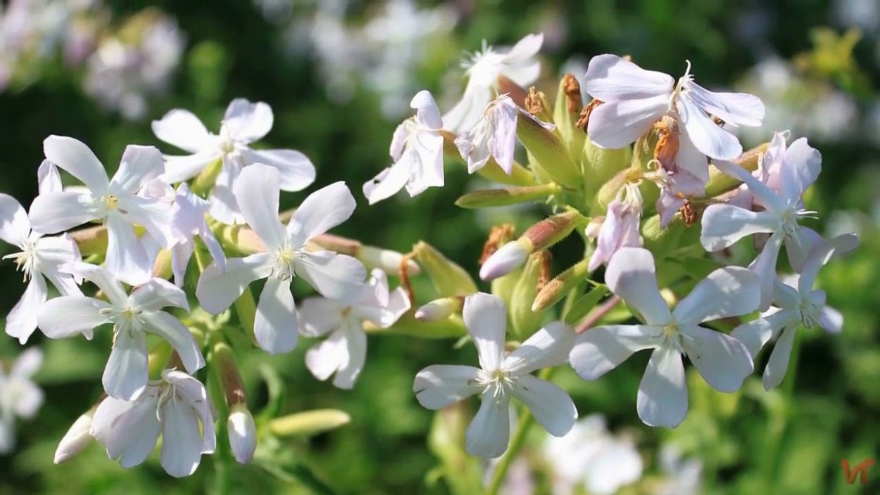 Мыльнянка обыкновенная