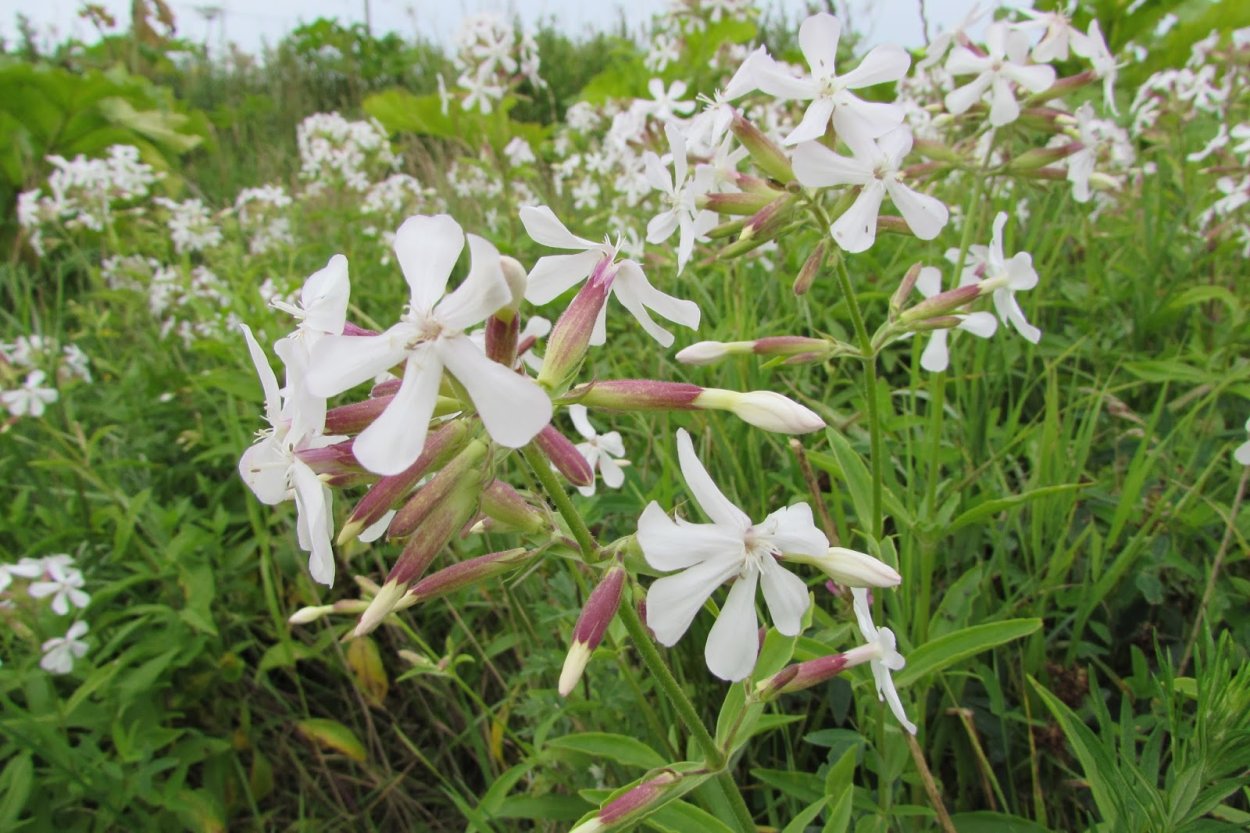 Мыльнянка лекарственная rosea Plena