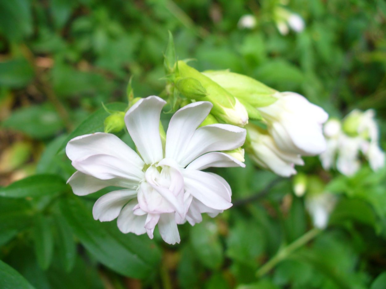 Сапонария мыльнянка